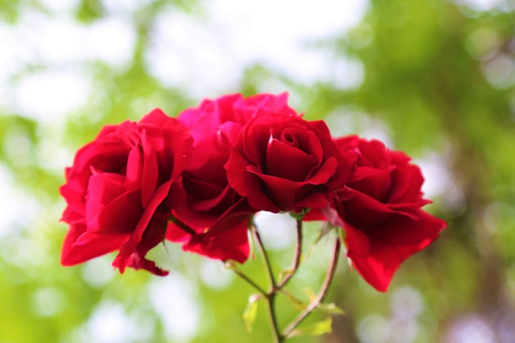 Rose Garden Funeral Home: Compassionate, Peaceful Farewell with Dignity